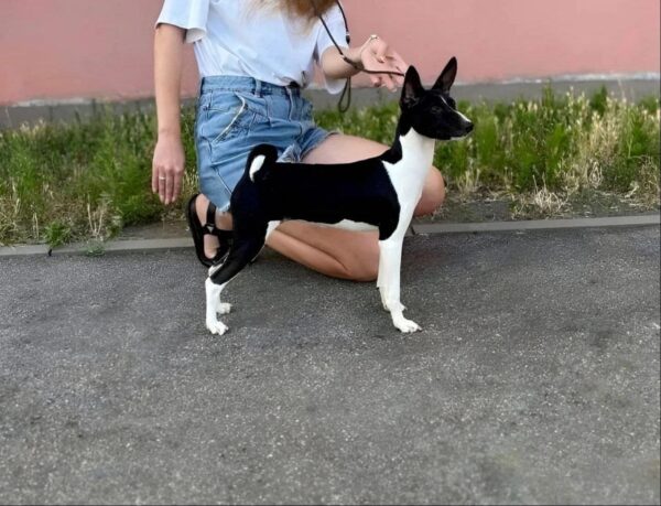 Barca Basenji