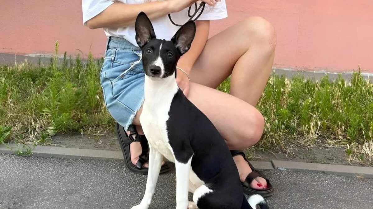 Basenji Dogs and Puppies for sale