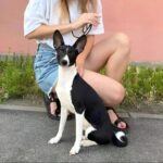 Barca-female-Basenji-puppy-for-sale-2