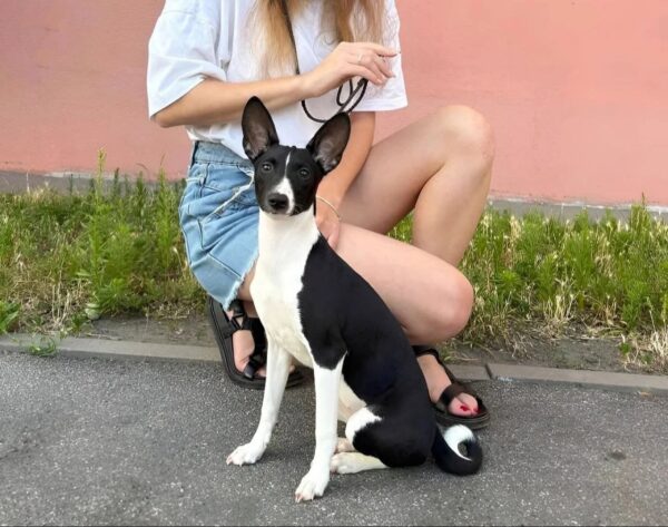 Barca Basenji