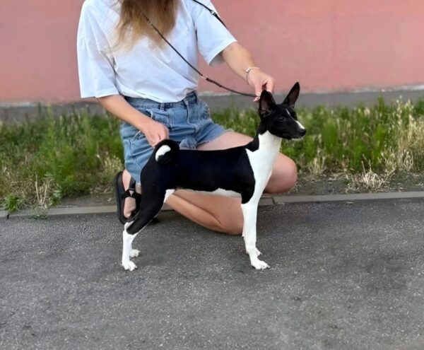 Barca Basenji