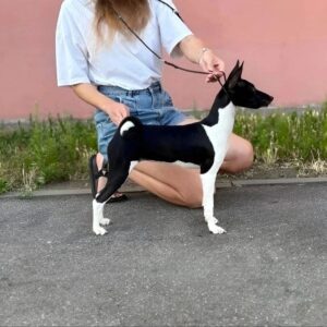 Barca Basenji