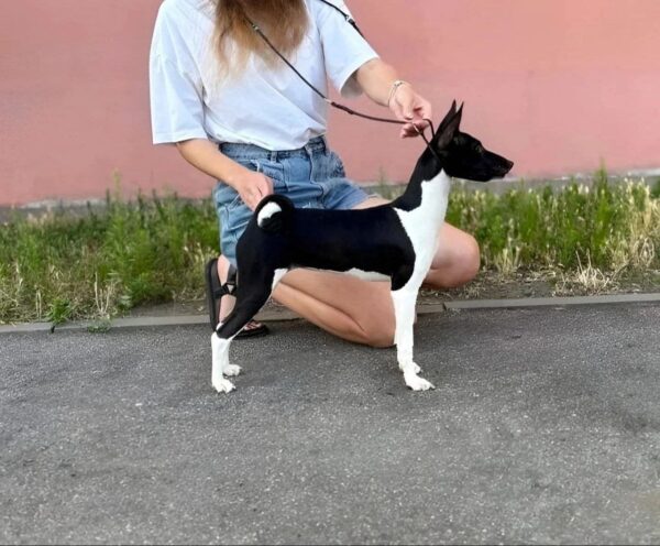 Barca Basenji