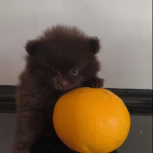 Barney Pomeranian