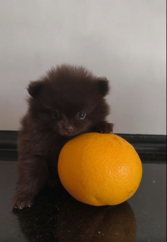 Barney Pomeranian