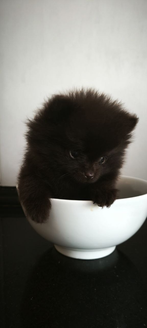 Barney Pomeranian