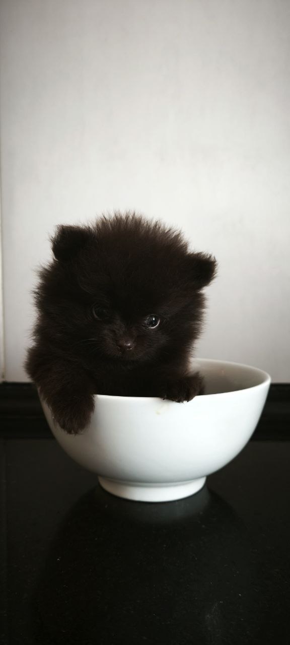 Barney Pomeranian