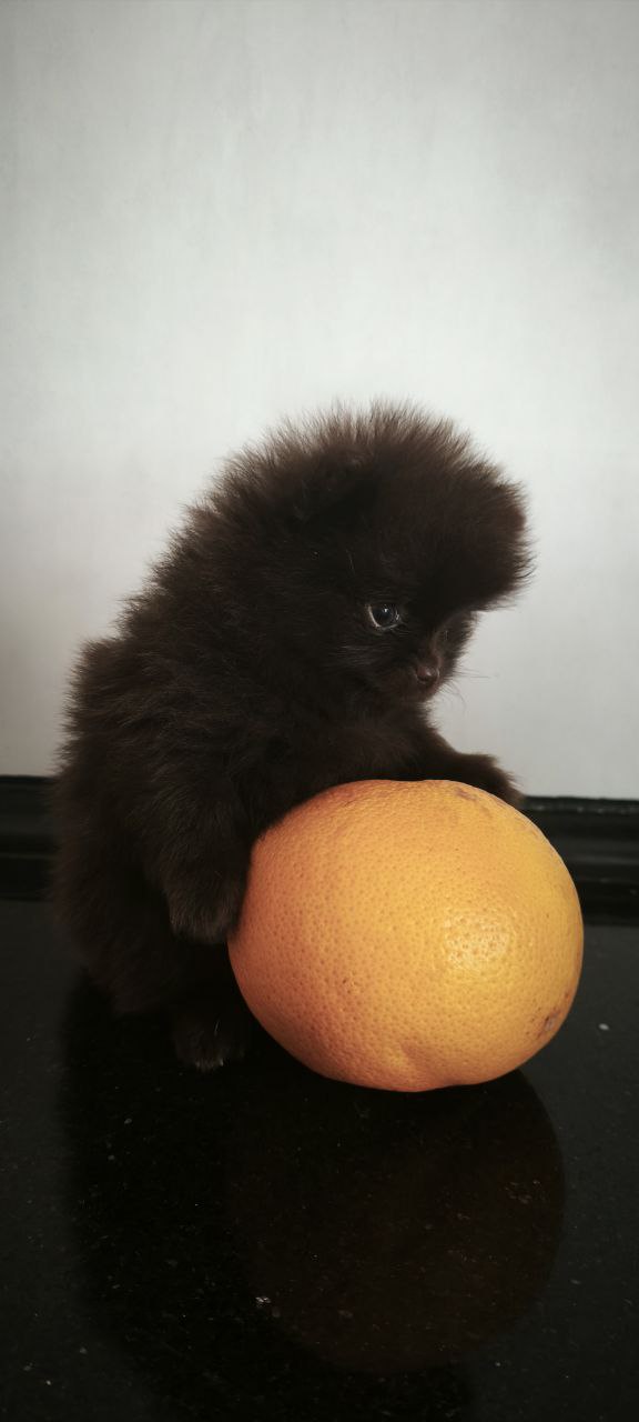 Barney Pomeranian