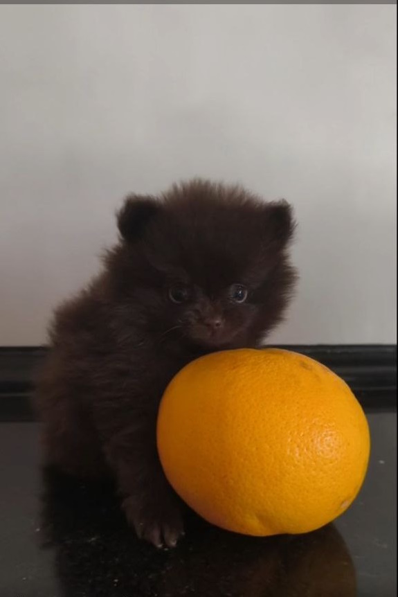 Barney Pomeranian