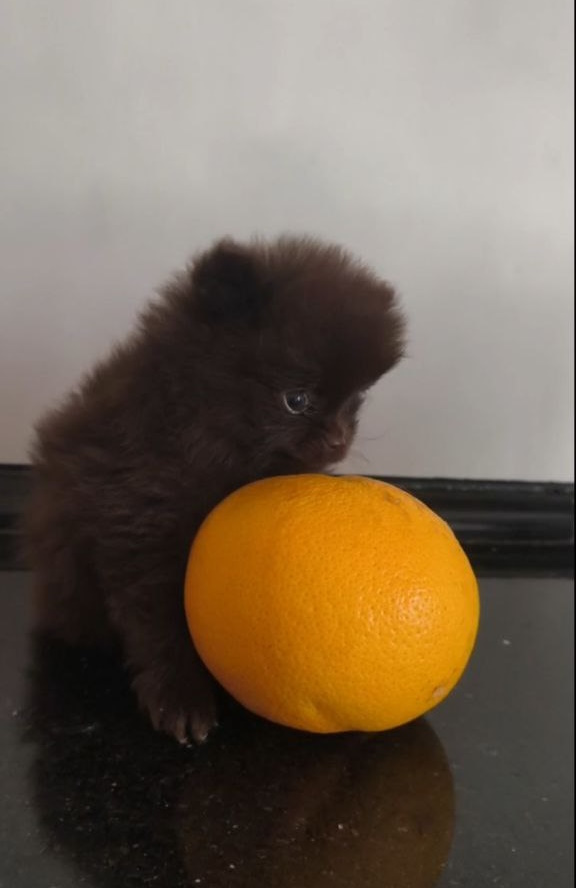 Barney Pomeranian