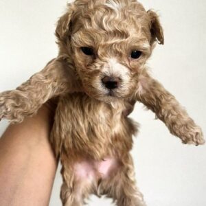 Barton Maltipoo