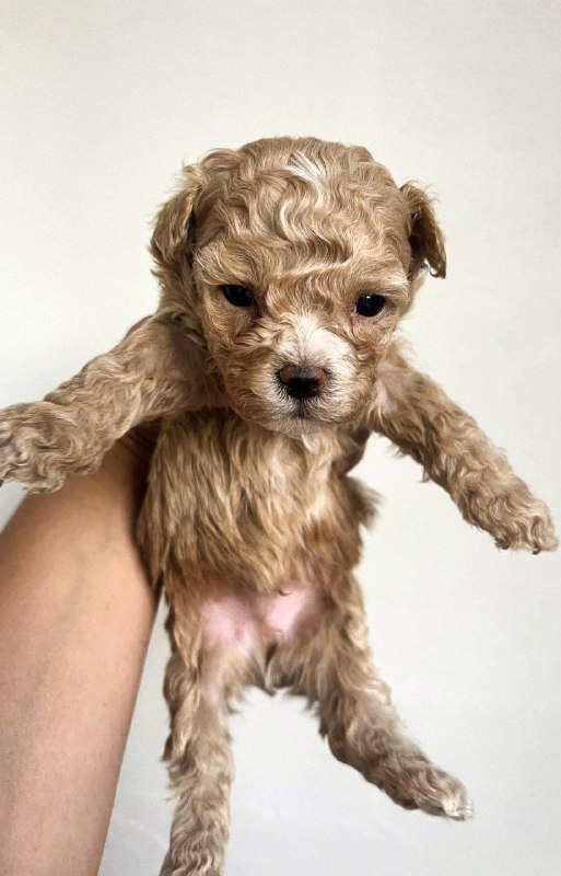 Barton Maltipoo