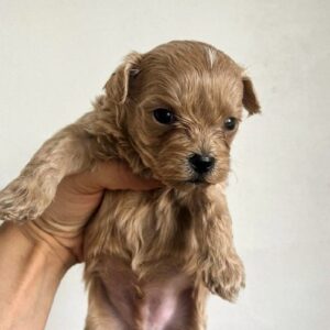 Barty Maltipoo