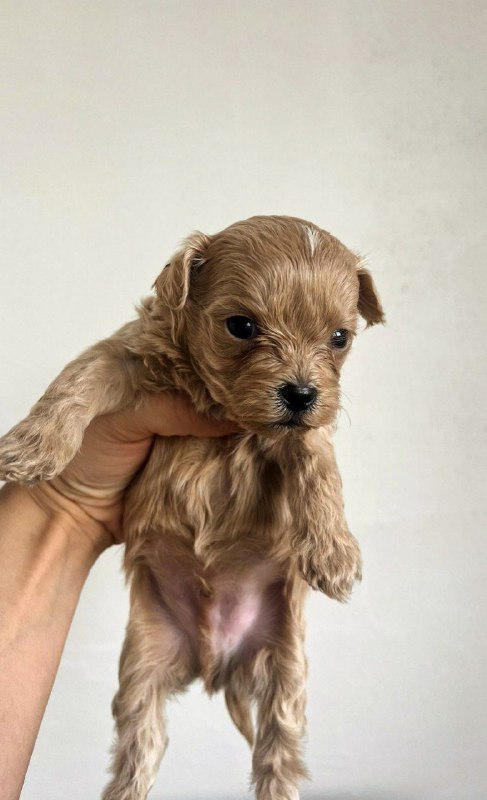 Barty Maltipoo