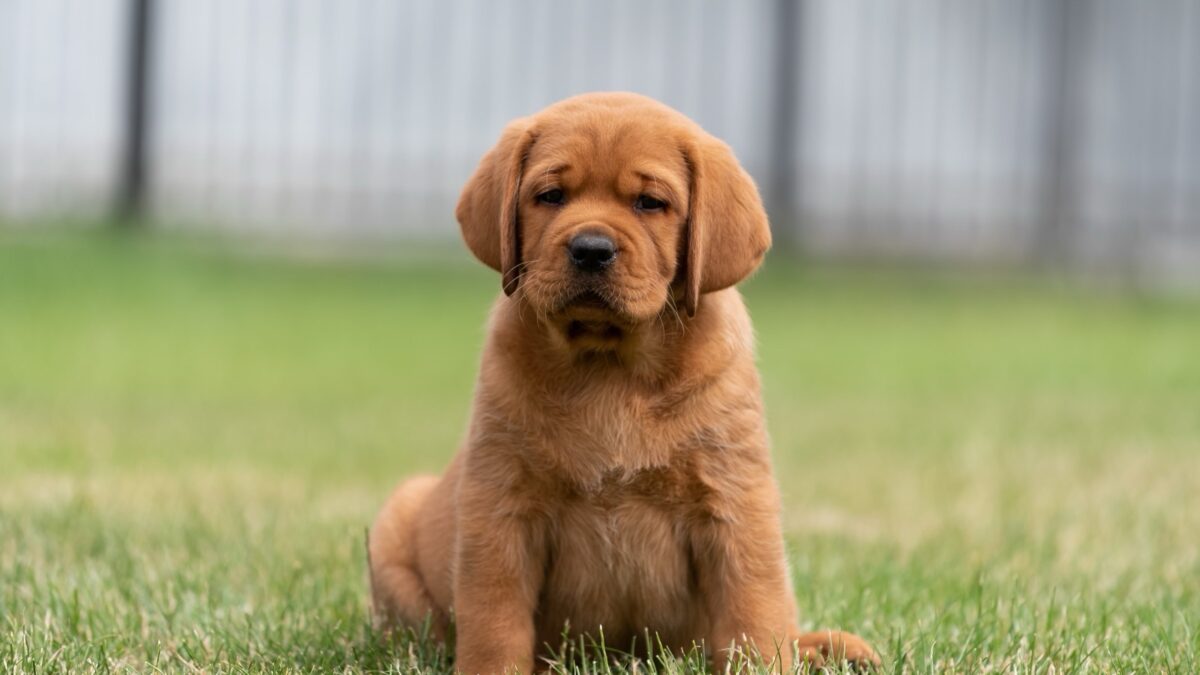 English Field Labrador Puppies American Lab Yellow English Labs