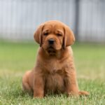 Isolde Labrador Retriever