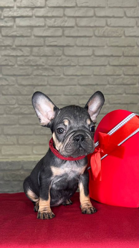 Bea French Bulldog