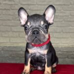 Phil French Bulldog