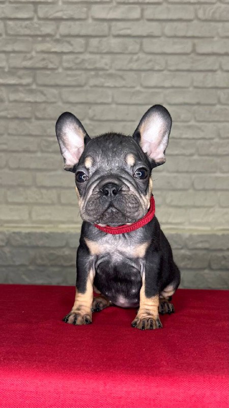 Bea French Bulldog