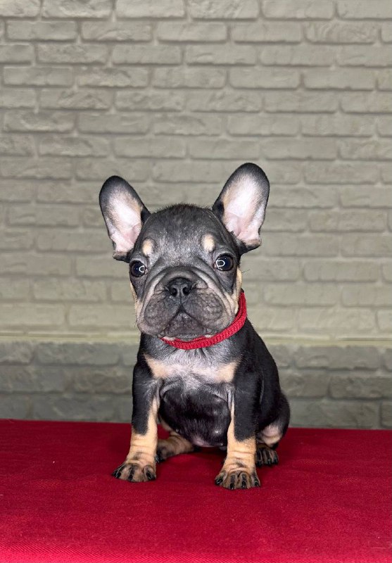 Bea French Bulldog