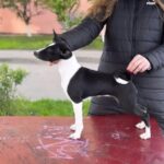 Ofira Basenji