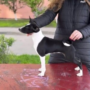 Beara Basenji