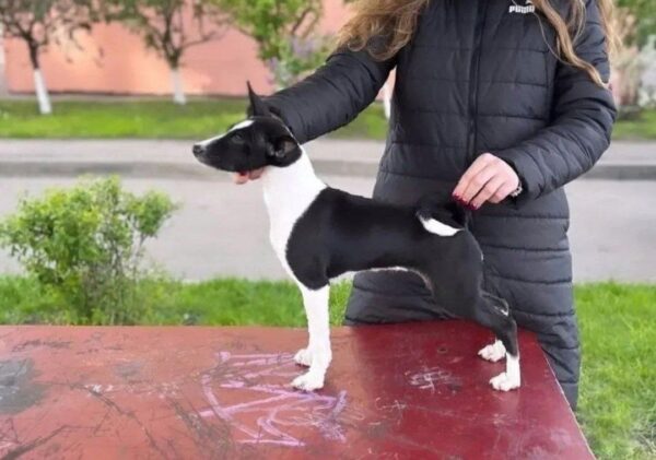 Beara Basenji