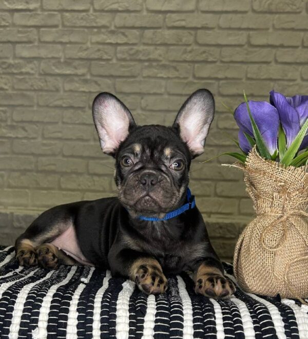Beata French Bulldog
