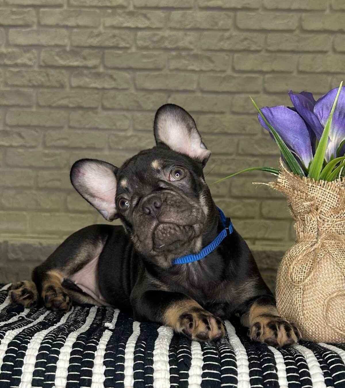 Blue French Bulldog Puppies Price Range Female Platinum AKC French