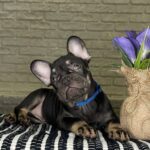 Bea French Bulldog