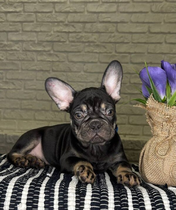 Beata French Bulldog
