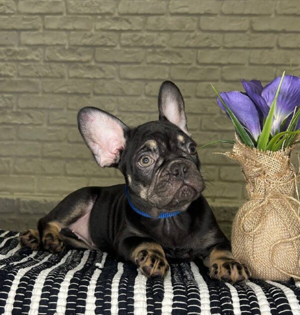 Beata French Bulldog