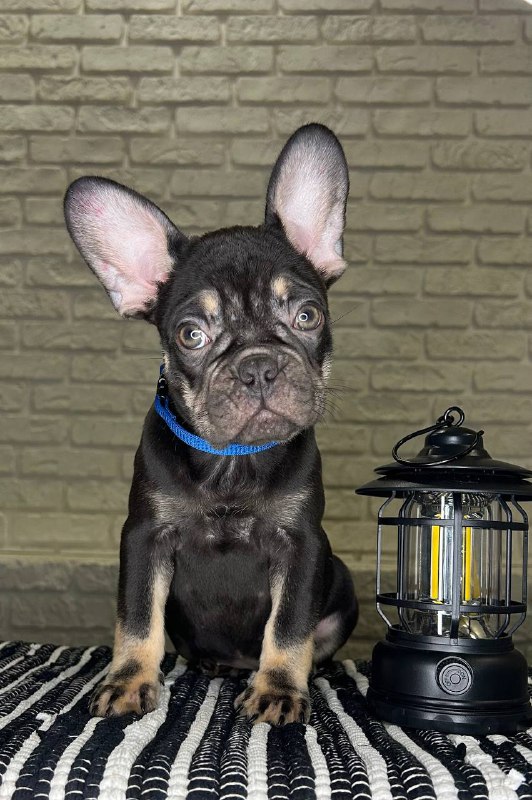 Beata French Bulldog