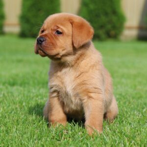 Beethoven Labrador Retriever