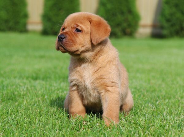 Beethoven Labrador Retriever
