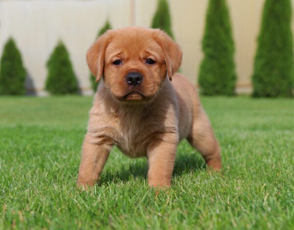 Beethoven Labrador Retriever