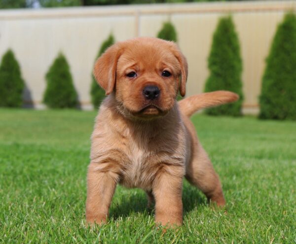 Beethoven Labrador Retriever