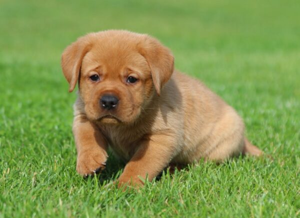 Beethoven Labrador Retriever