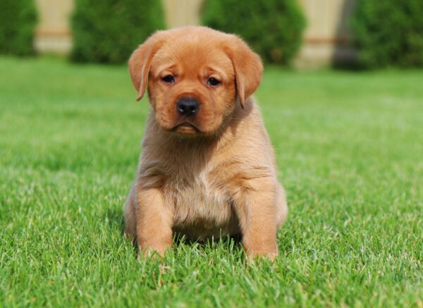 Beethoven Labrador Retriever
