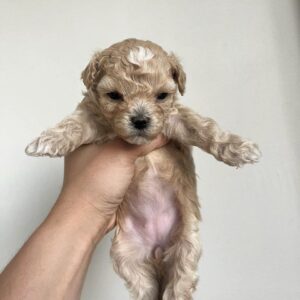 Bella Maltipoo