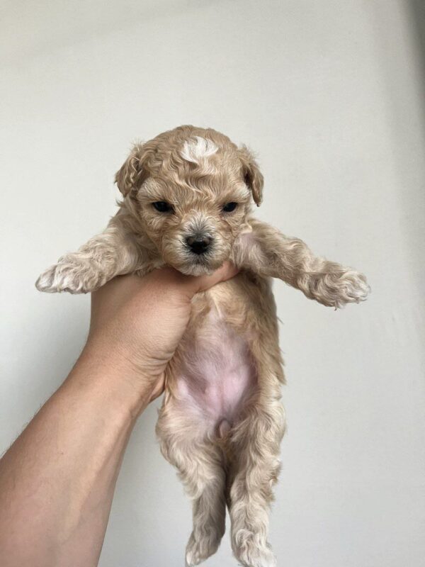 Bella Maltipoo