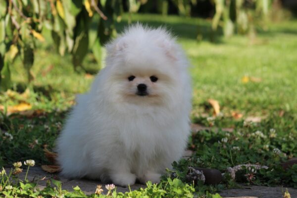Bemy Pomeranian
