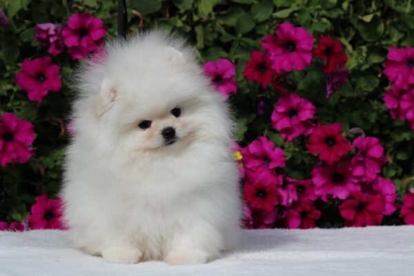 Bemy Pomeranian