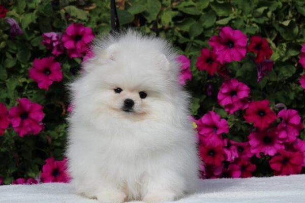 Bemy Pomeranian