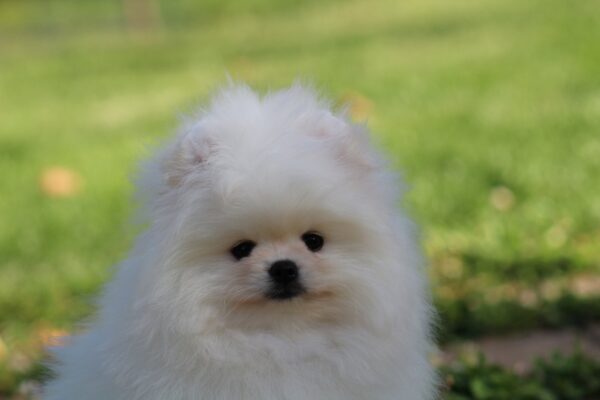 Bemy Pomeranian
