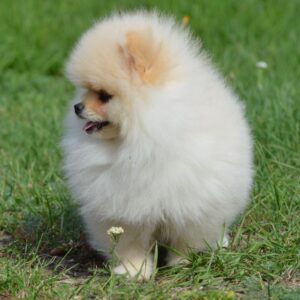 Benjamin Pomeranian