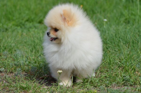 Benjamin Pomeranian