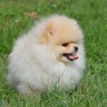 Benjamin-male-pomeranian-puppy-for-sale-1 (2)