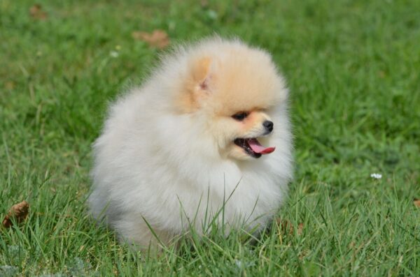 Benjamin Pomeranian
