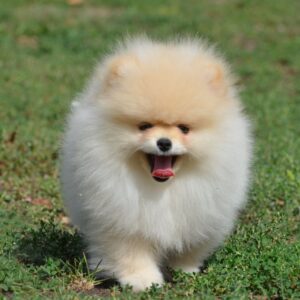 Benjamin Pomeranian